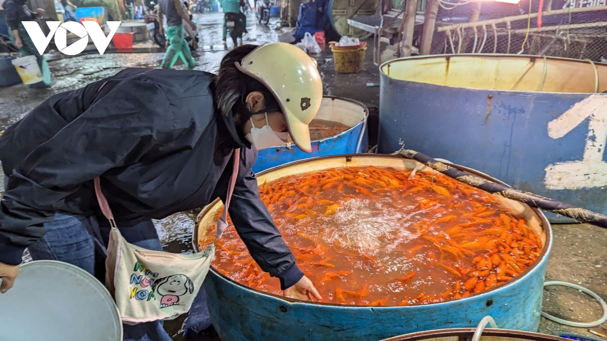 cho ca yen so tap nap truoc ngay ong tao chau troi, gia cao gap doi nam ngoai hinh anh 1