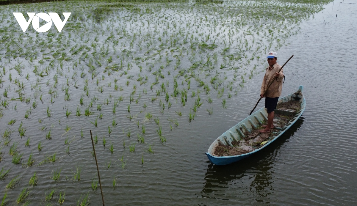 nong dan ca mau trung vu tom cang hinh anh 11