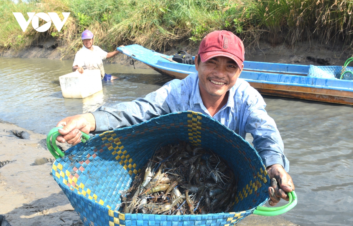 nong dan ca mau trung vu tom cang hinh anh 12