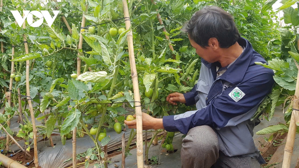 rut ngan khoang cach hang xuat khau va hang noi dia, chuyen cua ai hinh anh 1