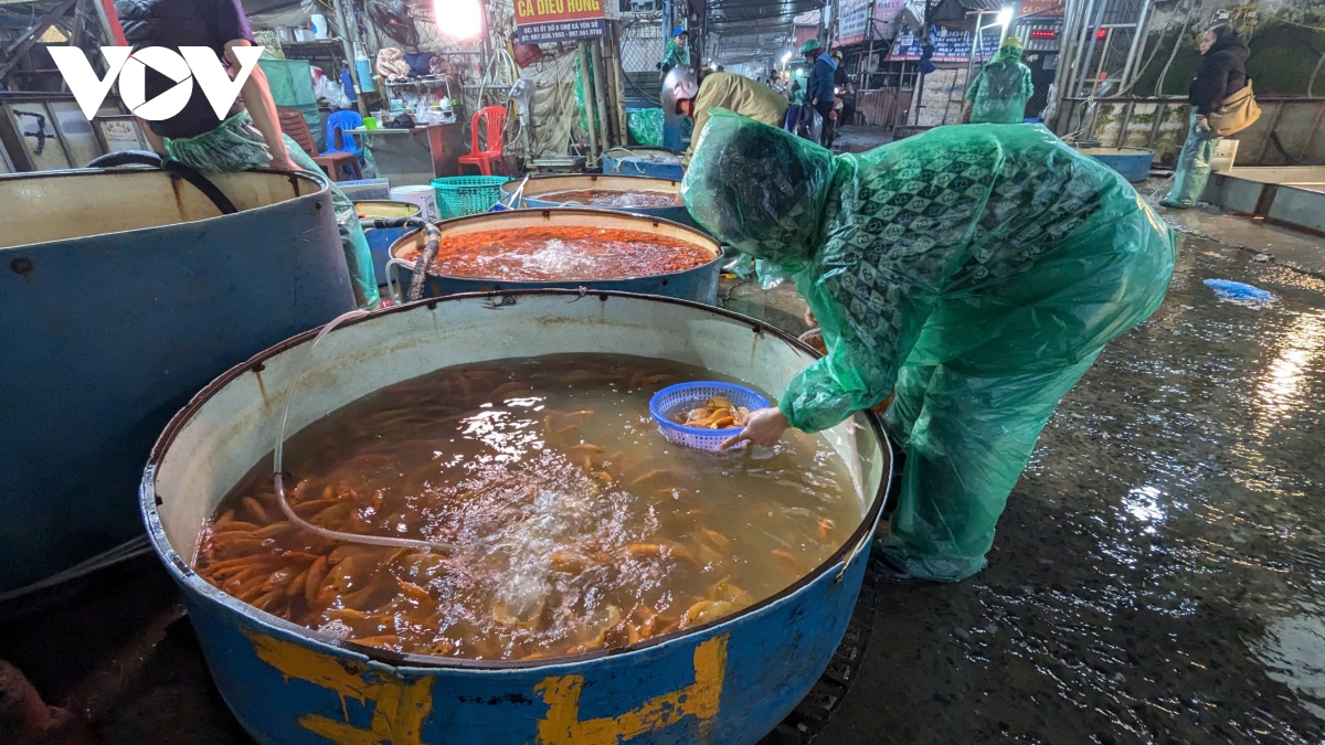 cho ca yen so tap nap truoc ngay ong tao chau troi, gia cao gap doi nam ngoai hinh anh 2