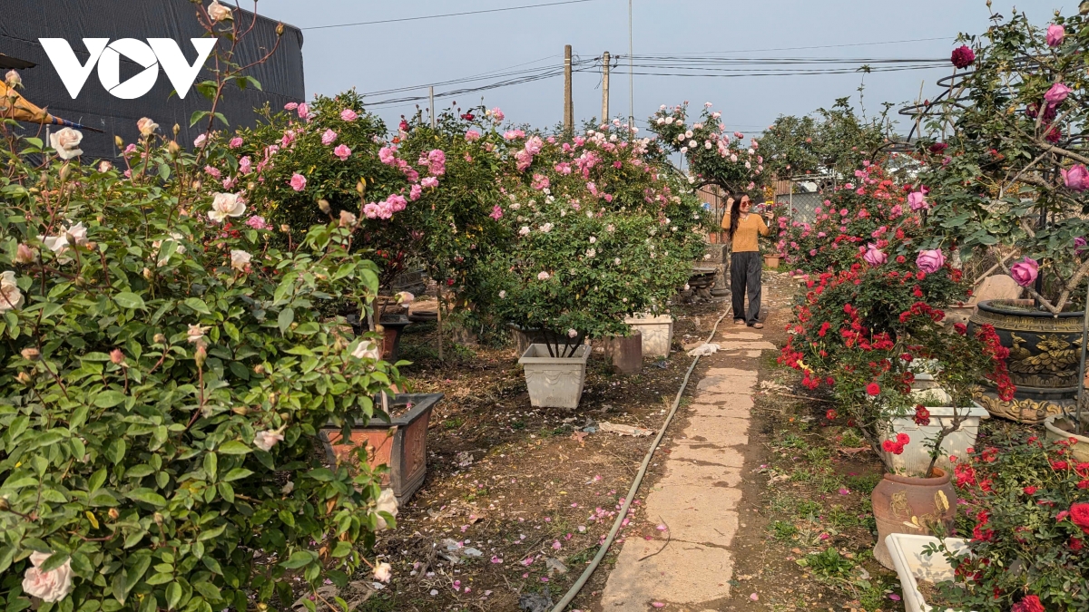 thu phu hoa hong me linh ha noi ruc ro nhung ngay giap tet hinh anh 1