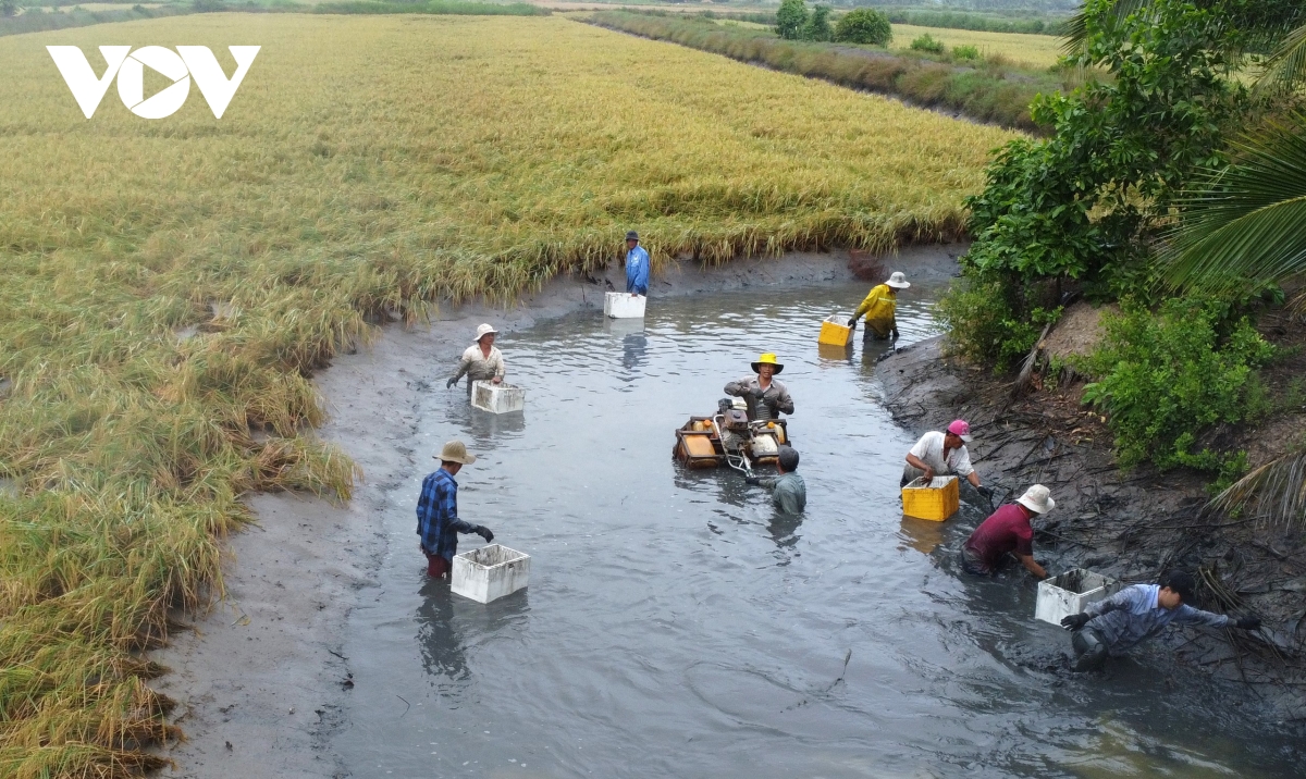 nong dan ca mau trung vu tom cang hinh anh 1