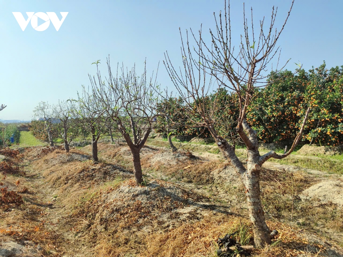 quảng ninh làng hoa Đông triều vào vụ tết hình ảnh 1 quang ninh lang hoa Dong trieu vao vu tet hinh anh 1