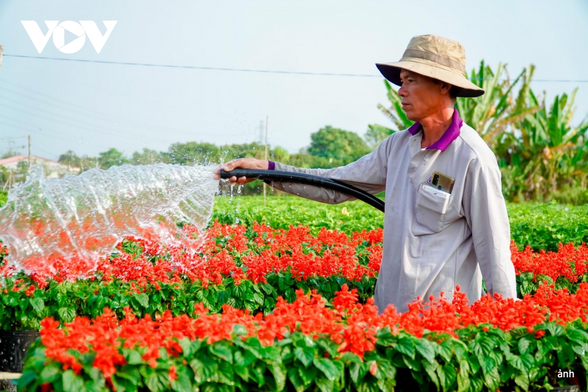 du khách đắm mình trong không gian hoa ở sa Đéc, Đồng tháp hình ảnh 3 du khach dam minh trong khong gian hoa o sa Dec, Dong thap hinh anh 3