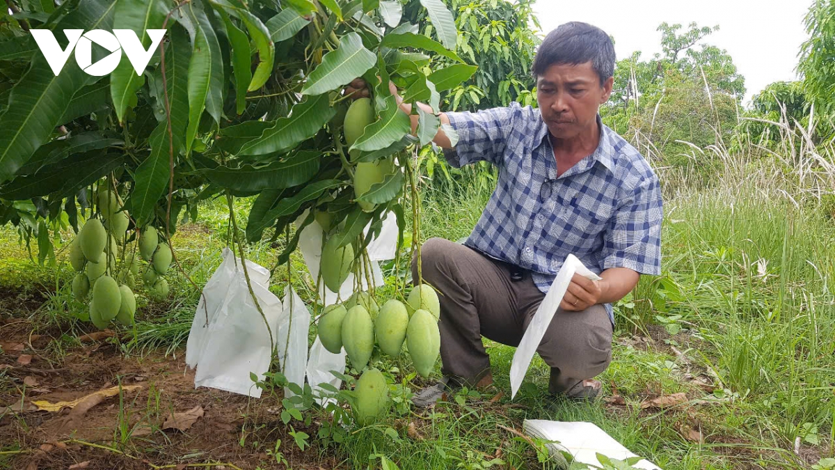 rut ngan khoang cach hang xuat khau va hang noi dia, chuyen cua ai hinh anh 3