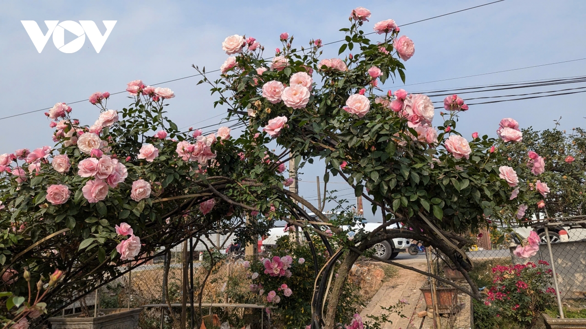 thu phu hoa hong me linh ha noi ruc ro nhung ngay giap tet hinh anh 3