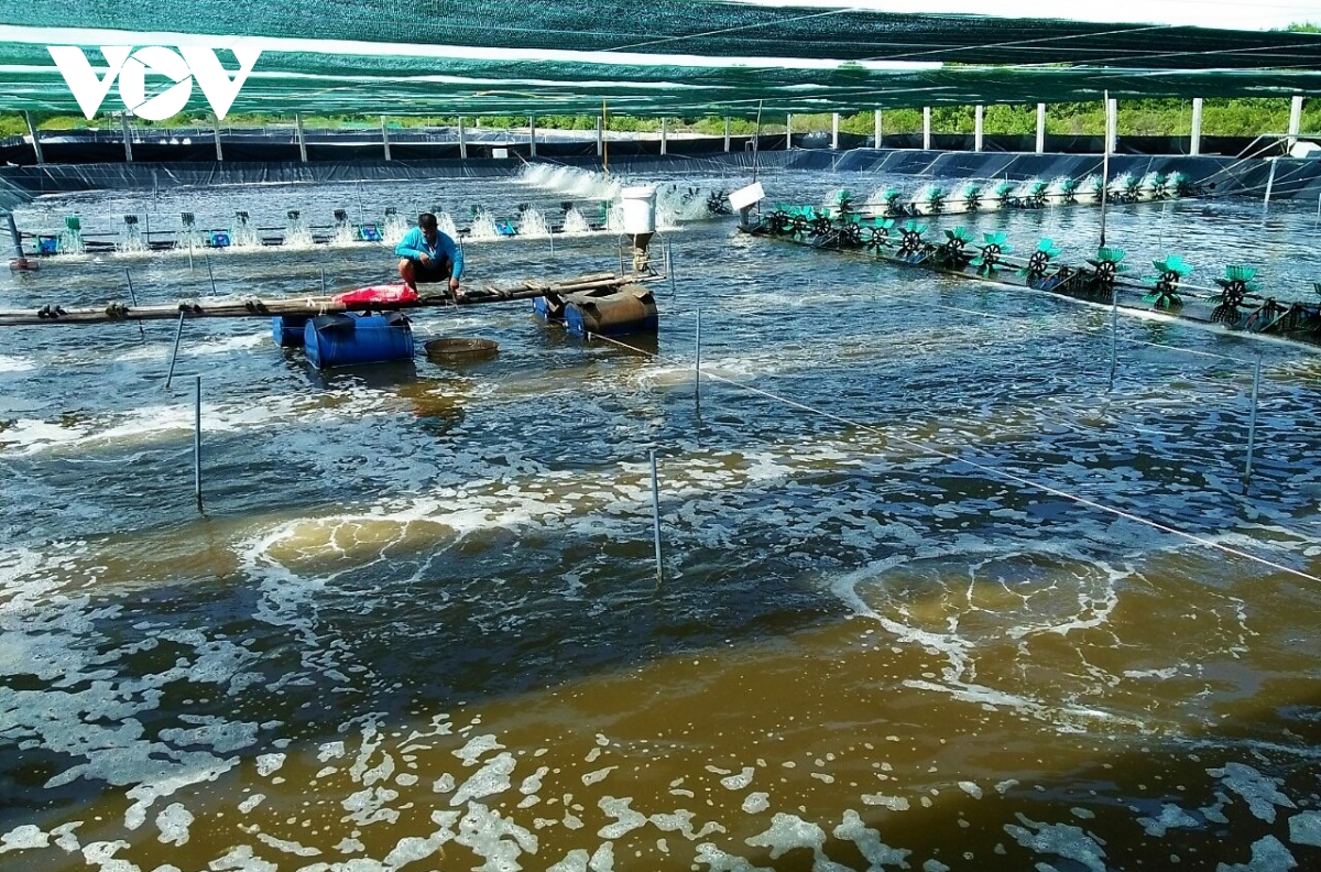 xuat khau tom cua ca mau tang truong vuot ke hoach hinh anh 3