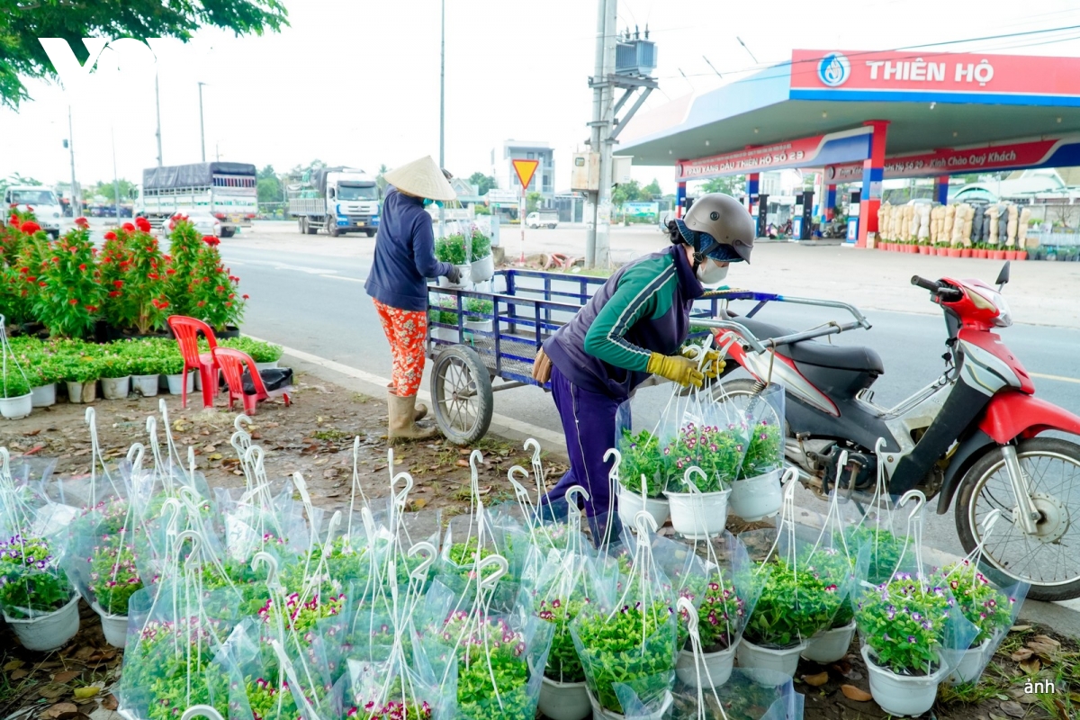 du khách đắm mình trong không gian hoa ở sa Đéc, Đồng tháp hình ảnh 5 du khach dam minh trong khong gian hoa o sa Dec, Dong thap hinh anh 5