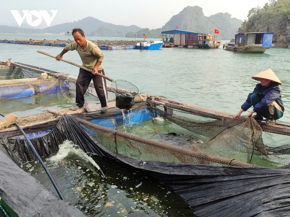 tet sau bao o vua thuy san van Don hinh anh 4