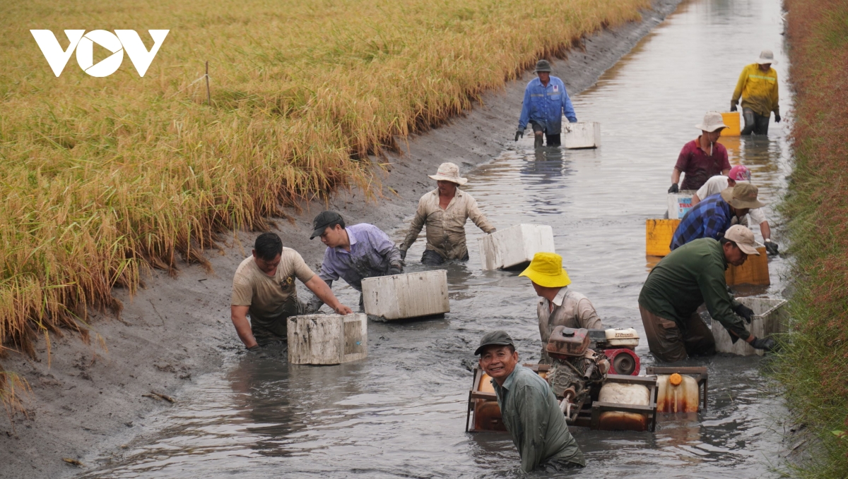 nong dan ca mau trung vu tom cang hinh anh 6