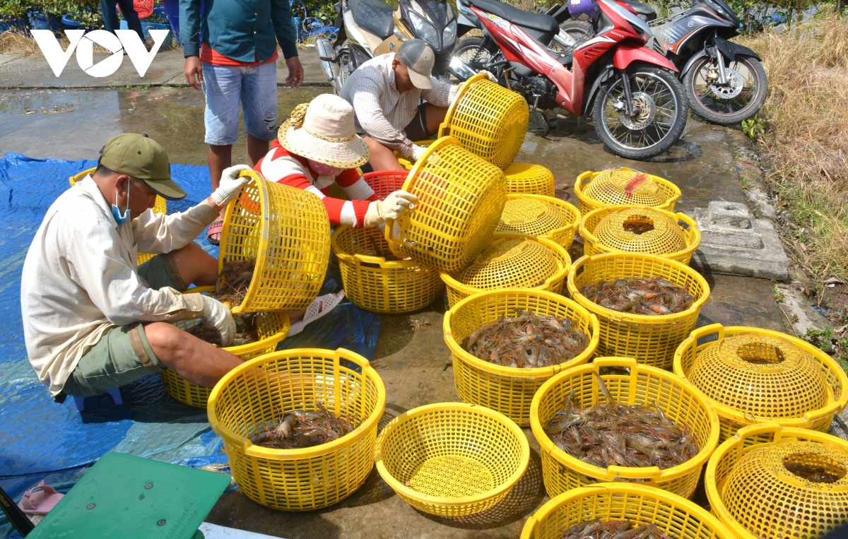 nong dan ca mau trung vu tom cang hinh anh 7