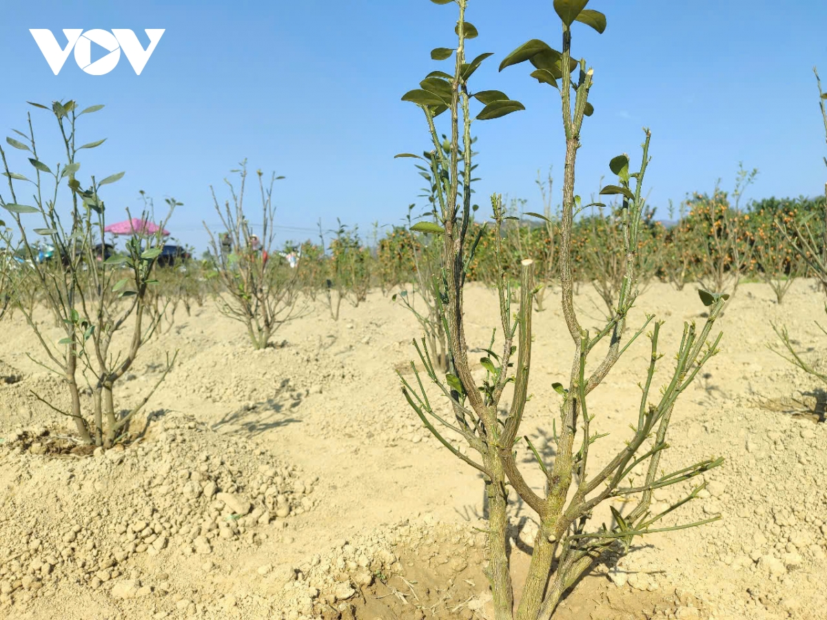 quảng ninh làng hoa Đông triều vào vụ tết hình ảnh 5 quang ninh lang hoa Dong trieu vao vu tet hinh anh 5