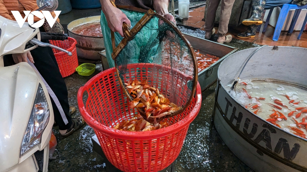 cho ca yen so tap nap truoc ngay ong tao chau troi, gia cao gap doi nam ngoai hinh anh 8