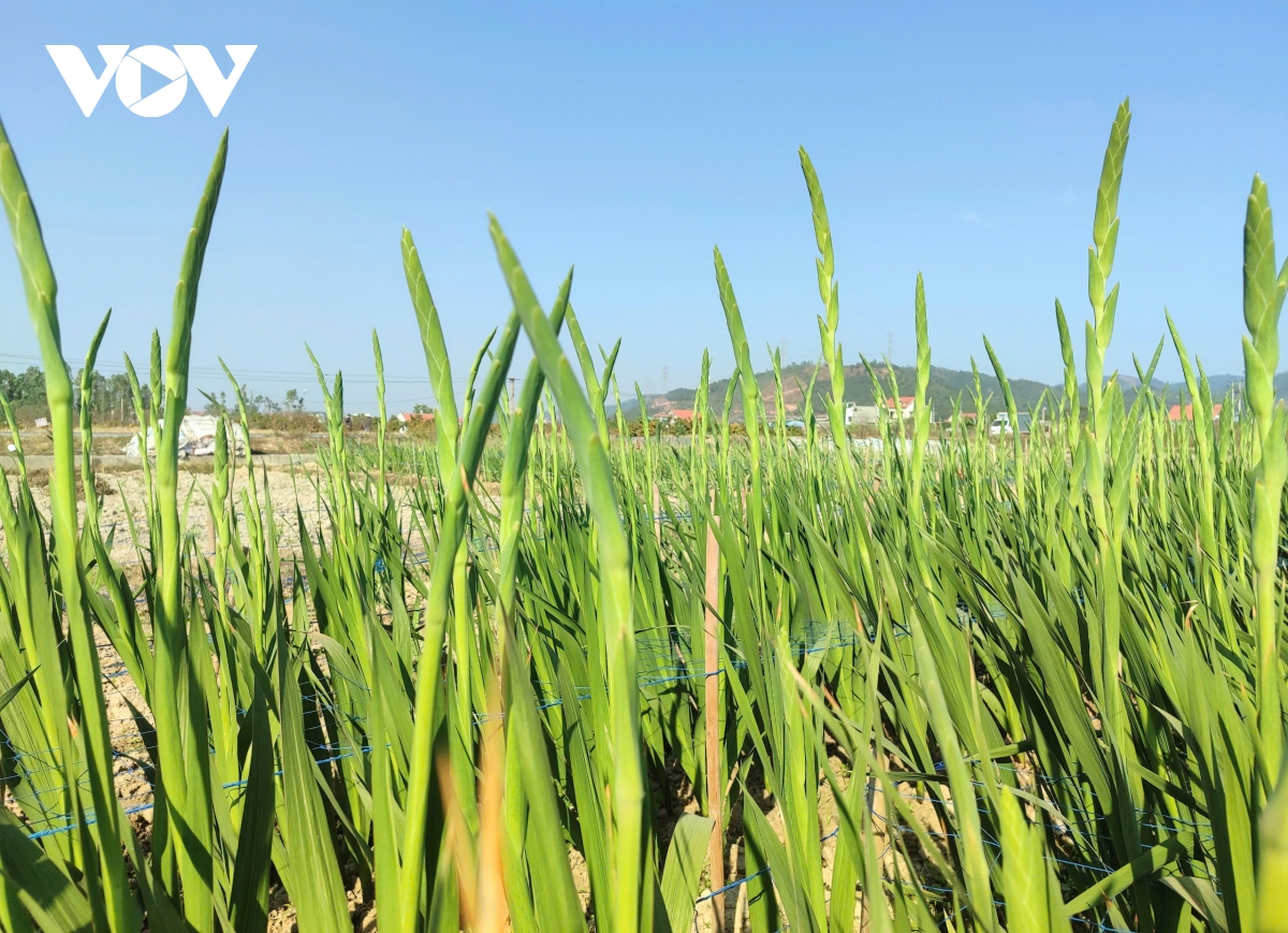 quảng ninh làng hoa Đông triều vào vụ tết hình ảnh 6 quang ninh lang hoa Dong trieu vao vu tet hinh anh 6