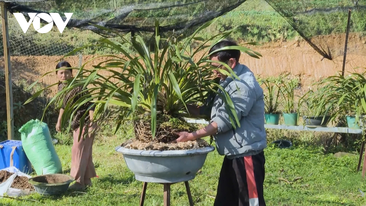 nông dân sa pa tăng cường phòng, chống rét cho cây trồng, vật nuôi hình ảnh 2 nong dan sa pa tang cuong phong, chong ret cho cay trong, vat nuoi hinh anh 2