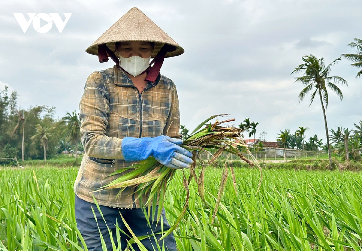 nguoi trong hoa o thu phu hoa lay on cua quang ngai lo mat tet hinh anh 4