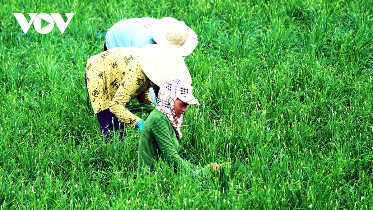 nông dân ở sóc trăng khá lên từ mở đường, khơi kênh canh tác rau màu hình ảnh 1 nong dan o soc trang kha len tu mo duong, khoi kenh canh tac rau mau hinh anh 1