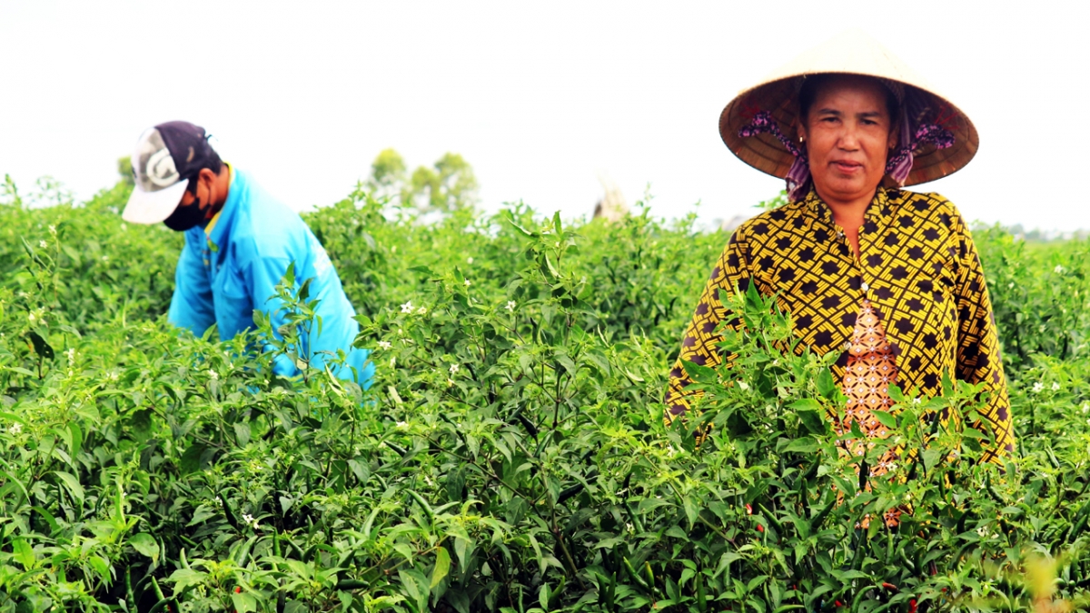 nông dân ở sóc trăng khá lên từ mở đường, khơi kênh canh tác rau màu hình ảnh 2 nong dan o soc trang kha len tu mo duong, khoi kenh canh tac rau mau hinh anh 2