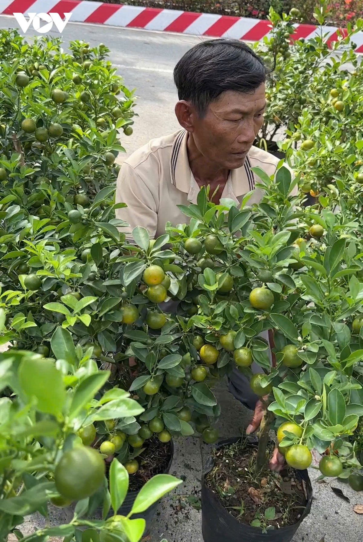  cay quat nghia tinh , cau chuyen cam dong ngay cuoi nam o binh duong hinh anh 1