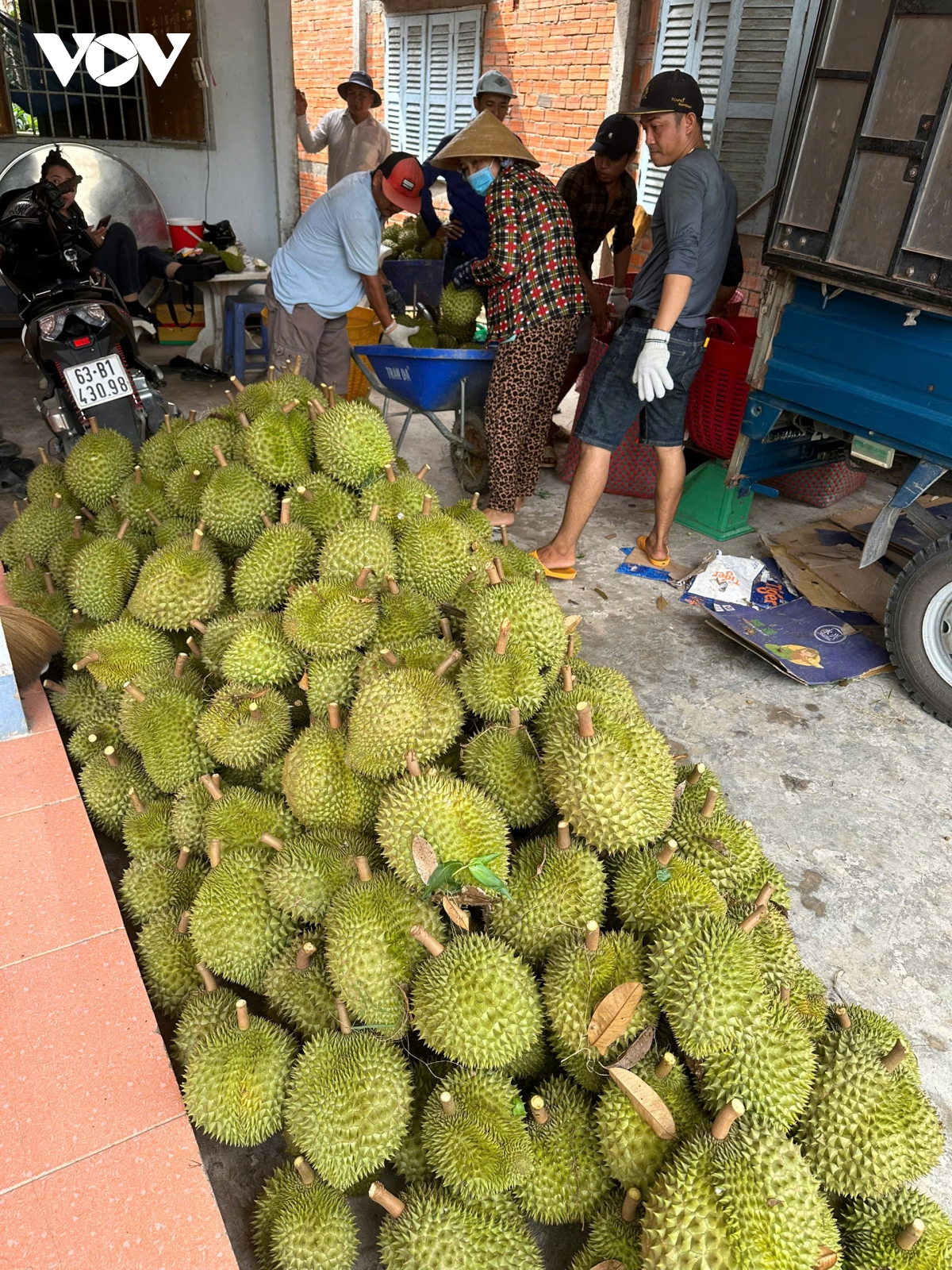 cận tết, trái sầu riêng sụt giá bất thường, nhà vườn tiền giang giảm lợi nhuận hình ảnh 2 can tet, trai sau rieng sut gia bat thuong, nha vuon tien giang giam loi nhuan hinh anh 2