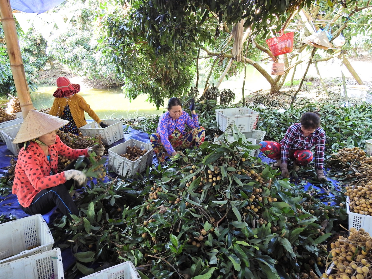 vì sao chưa thể xây dựng thương hiệu trái cây made in vietnam hình ảnh 1 vi sao chua the xay dung thuong hieu trai cay made in vietnam hinh anh 1