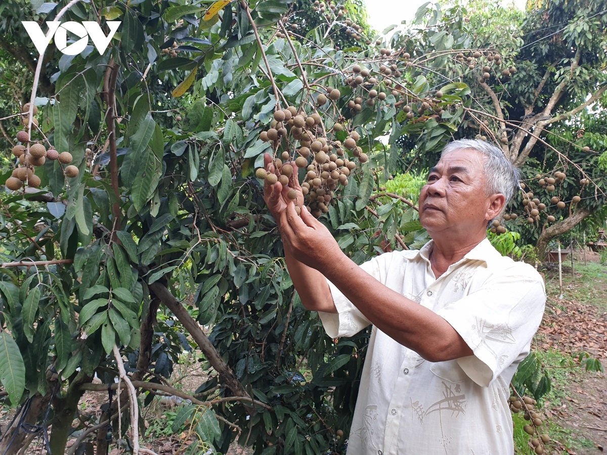 trái cây Đbscl liên kết lỏng lẻo, khó xây dựng thương hiệu hình ảnh 1 trai cay Dbscl lien ket long leo, kho xay dung thuong hieu hinh anh 1
