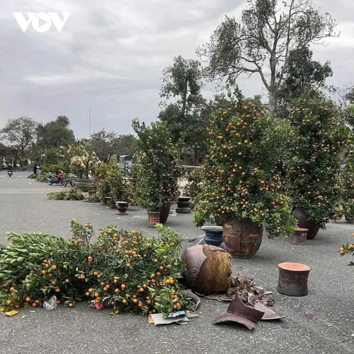 cay canh nga do la liet do mua gio tai nghe an hinh anh 4