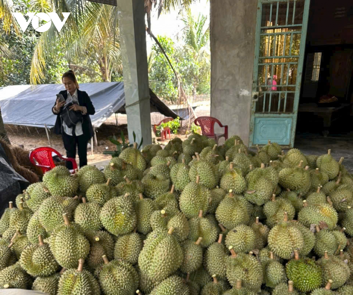 cận tết, trái sầu riêng sụt giá bất thường, nhà vườn tiền giang giảm lợi nhuận hình ảnh 1 can tet, trai sau rieng sut gia bat thuong, nha vuon tien giang giam loi nhuan hinh anh 1