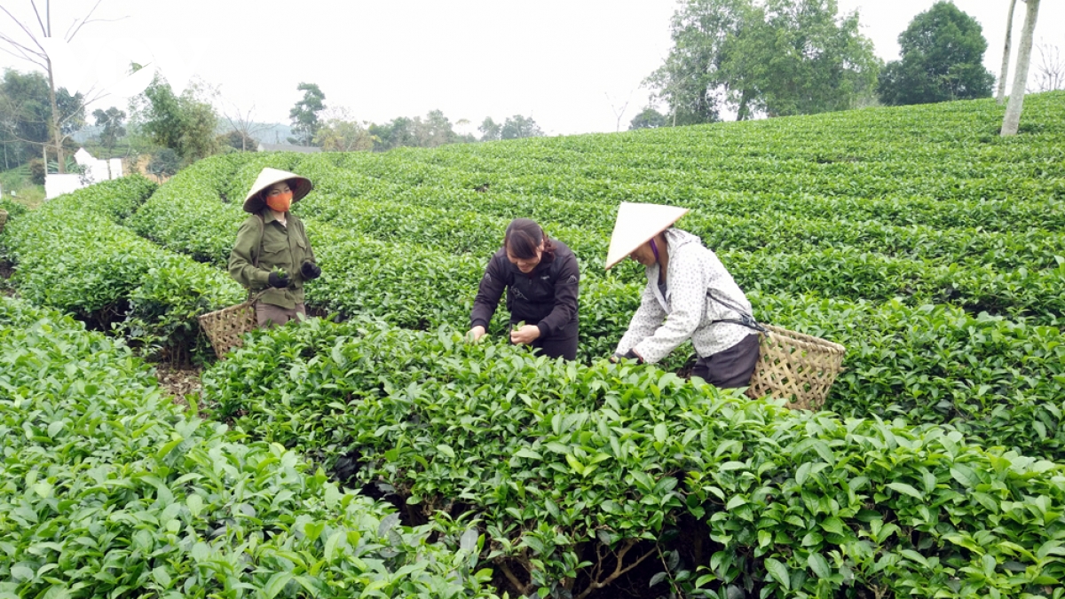 thuong mai dien tu phat trien nhanh thanh dong luc cho xuat khau truc tuyen hinh anh 1