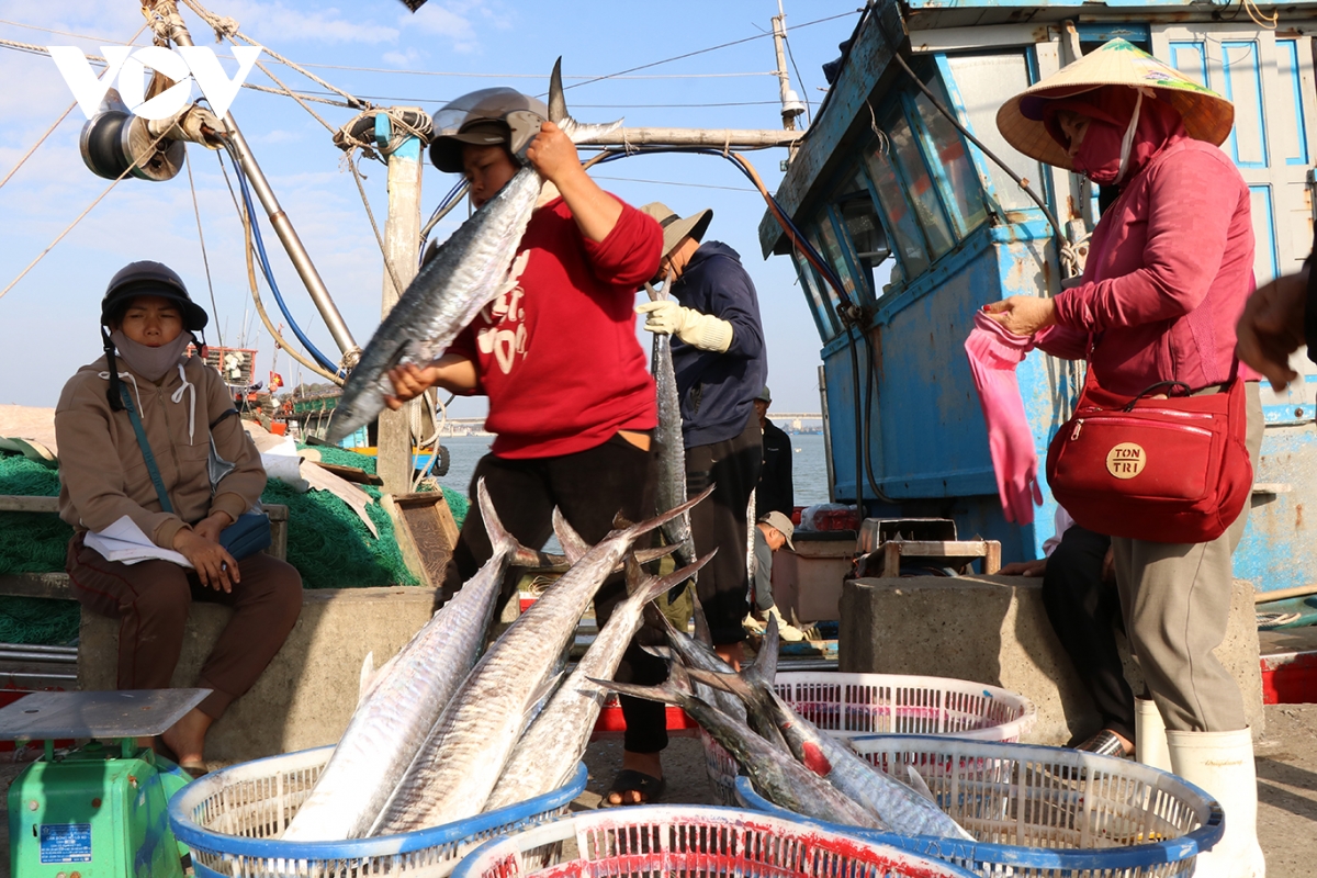 ngư dân quảng trị rộn ràng phiên biển cuối năm hình ảnh 2 ngu dan quang tri ron rang phien bien cuoi nam hinh anh 2