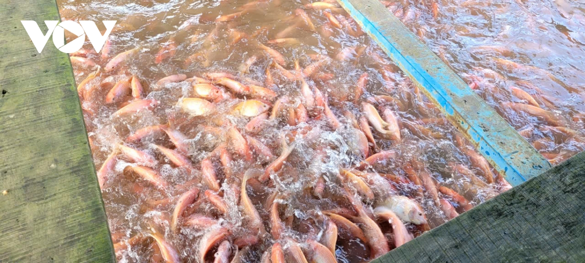ca long, be tai tien giang, ben tre gia cao, ngu dan phan khoi don tet hinh anh 1