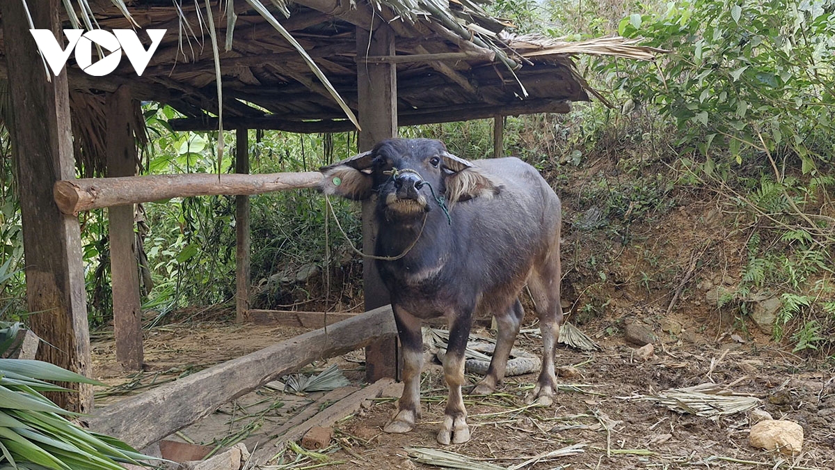 yen bai chu dong bao ve gia suc ung pho voi khong khi lanh tang cuong hinh anh 1