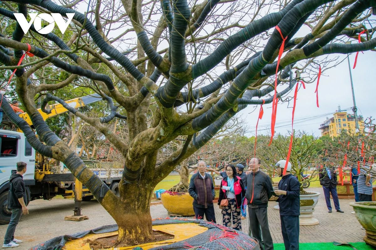 nhon nhip thi truong hoa tet tai thu phu tay nguyen hinh anh 3