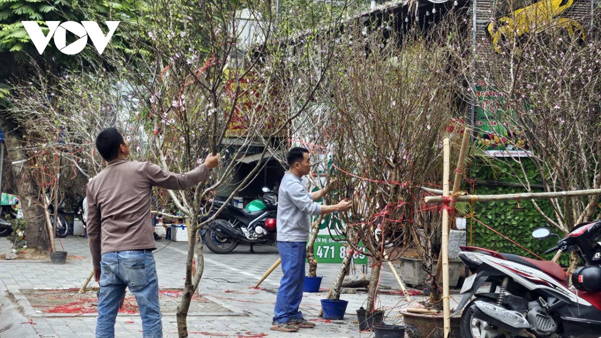 hoa tet dua nhau khoe sac, nguoi mua thua vang hinh anh 2