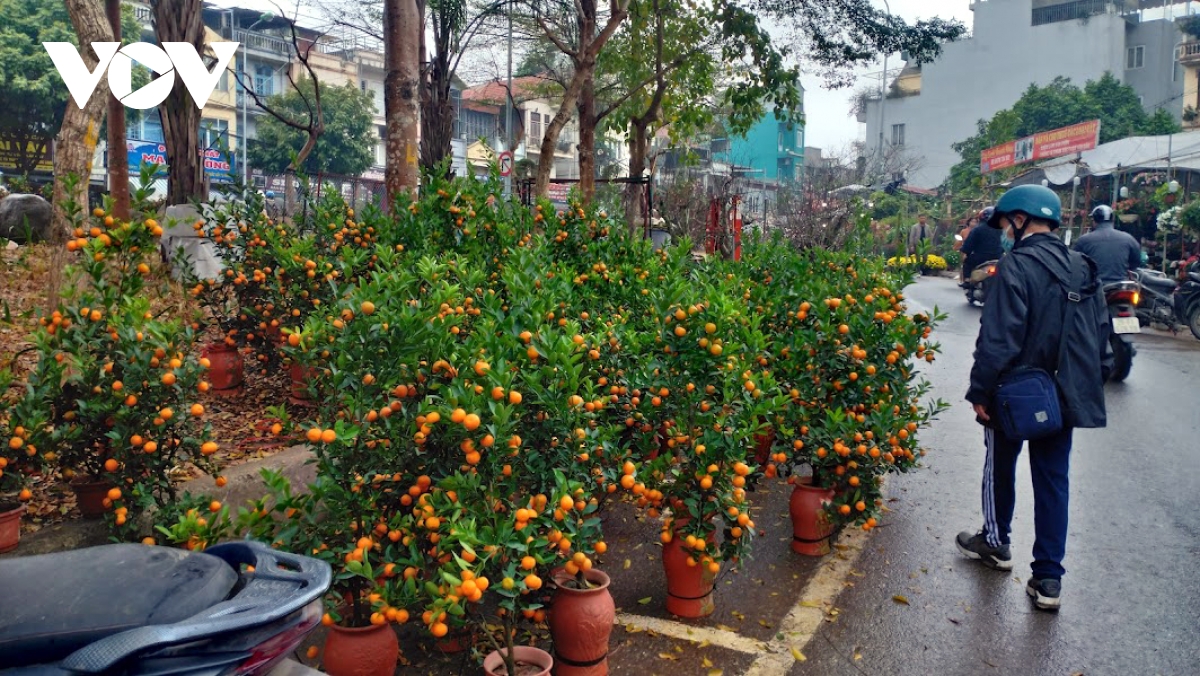 hoa tet dua nhau khoe sac, nguoi mua thua vang hinh anh 8