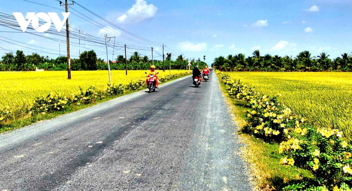 Đồng bào khmer sóc trăng chung vui đón tết hình ảnh 4 Dong bao khmer soc trang chung vui don tet hinh anh 4