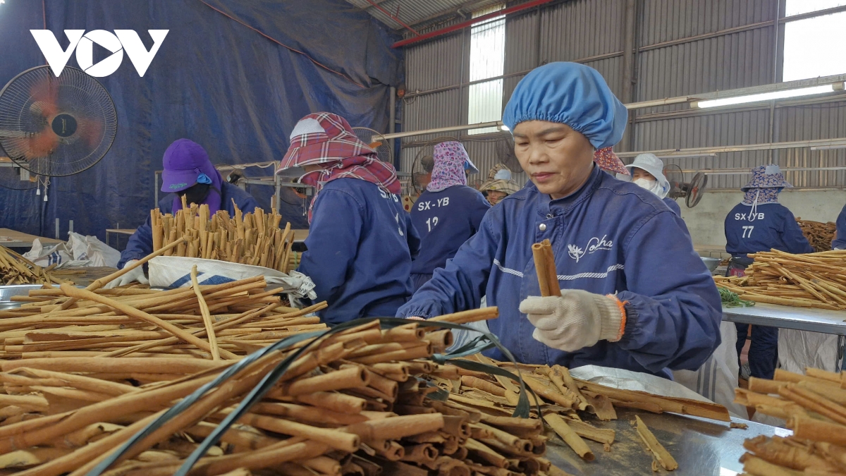 mùa xuân no ấm trên vùng quế văn yên, yên bái hình ảnh 8 mua xuan no am tren vung que van yen, yen bai hinh anh 8