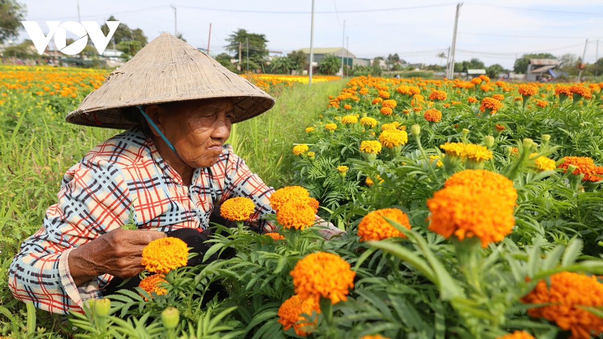 lang hoa giua long thanh pho o binh duong khoe sac hinh anh 4