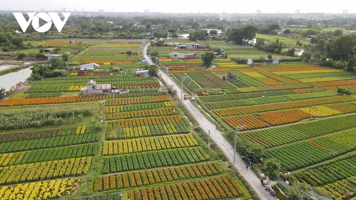 lang hoa giua long thanh pho o binh duong khoe sac hinh anh 8