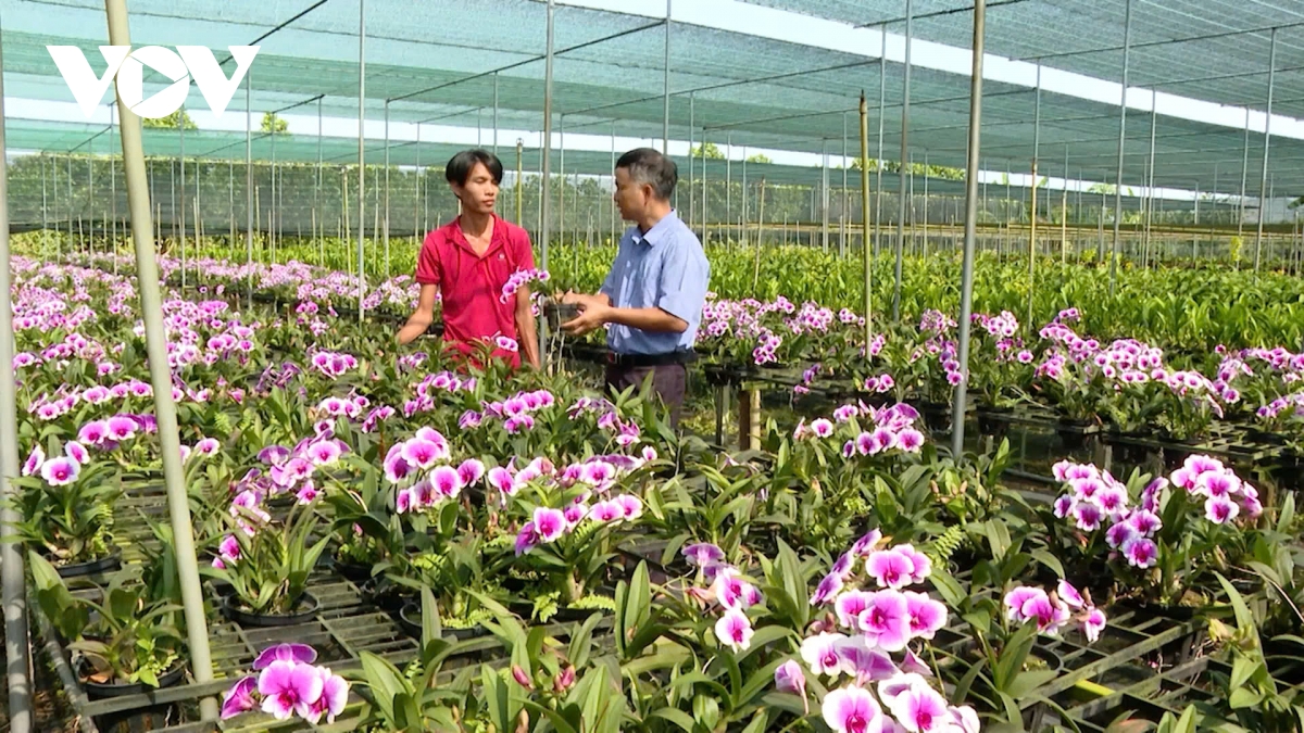 Nông dân Bà Rịa – Vũng Tàu đón Tết đủ đầy