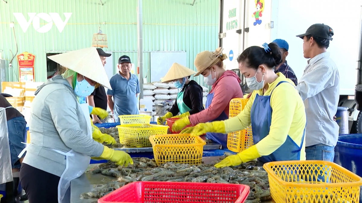 nong dan ba ria vung tau don tet du day hinh anh 6