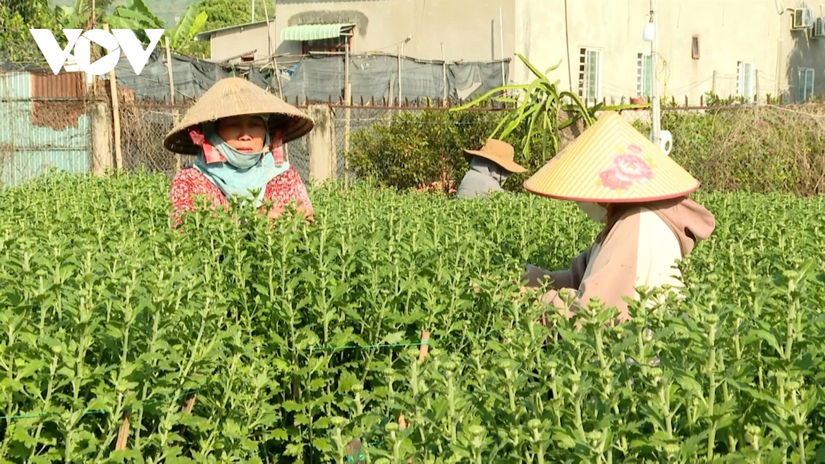 nong dan ba ria vung tau don tet du day hinh anh 4