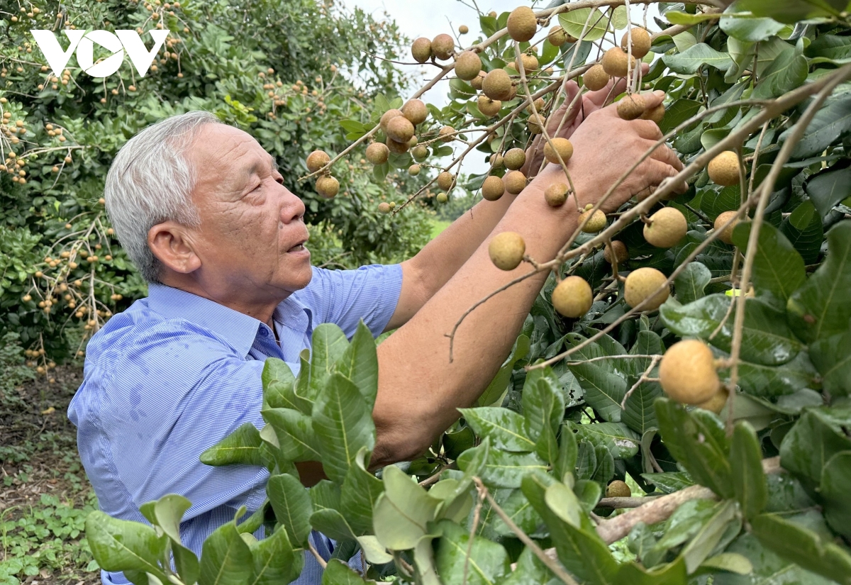 Mong ước của người dân về cuộc sống ấm no, hạnh phúc trong năm Ất Tỵ 2025