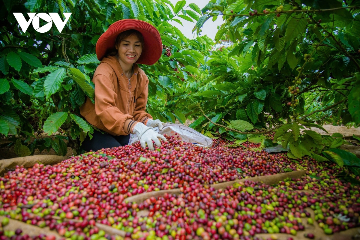 dân ở huyện biên giới tỉnh Đắk nông sắm hơn 1.000 ô tô hình ảnh 2 dan o huyen bien gioi tinh Dak nong sam hon 1.000 o to hinh anh 2