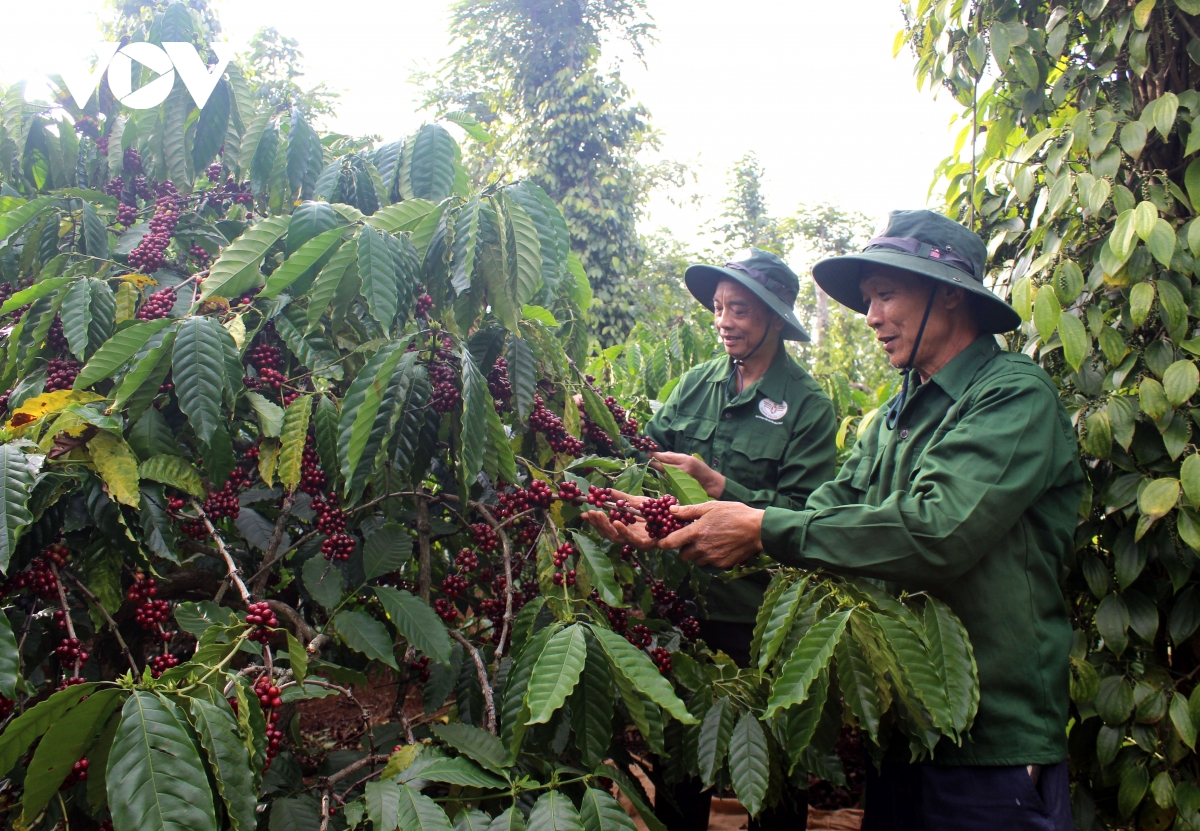 nguoi dan Dak lak phan khoi, vung tin don mua xuan moi hinh anh 1