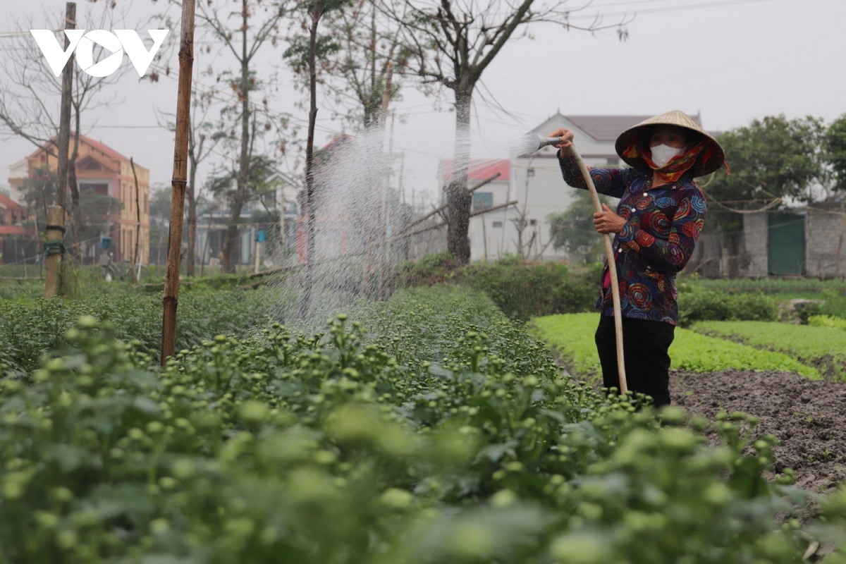 vựa rau vùng rốn lũ và vựa hoa lớn nhất quảng bình chuẩn bị bán tết hình ảnh 4 vua rau vung ron lu va vua hoa lon nhat quang binh chuan bi ban tet hinh anh 4