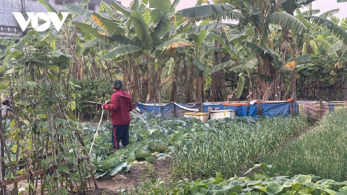 hien trang khu dat du an xay nha o xa hoi bi bo hoang, co moc um tum hinh anh 9