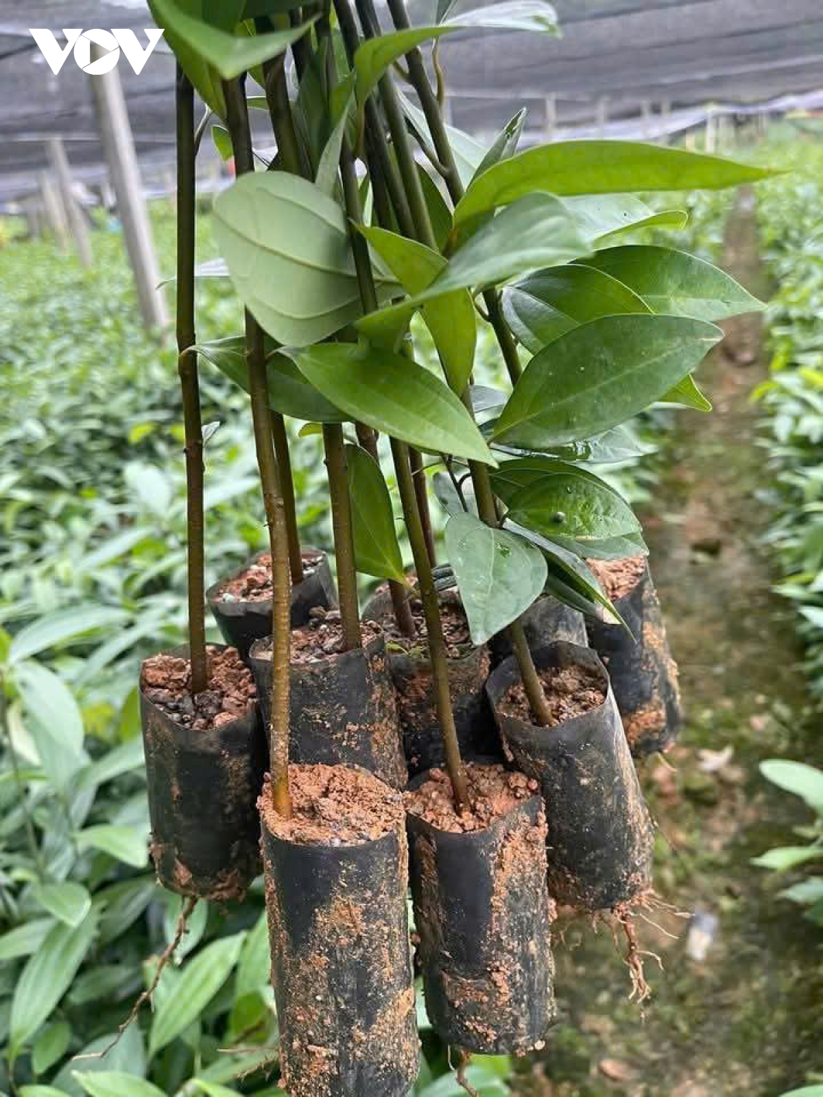 mùa xuân no ấm trên vùng quế văn yên, yên bái hình ảnh 4 mua xuan no am tren vung que van yen, yen bai hinh anh 4