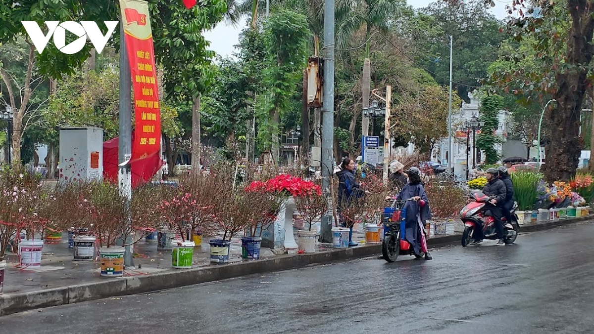 Người bán đào, quất Tết ở Hà Nội co ro dưới trời mưa rét